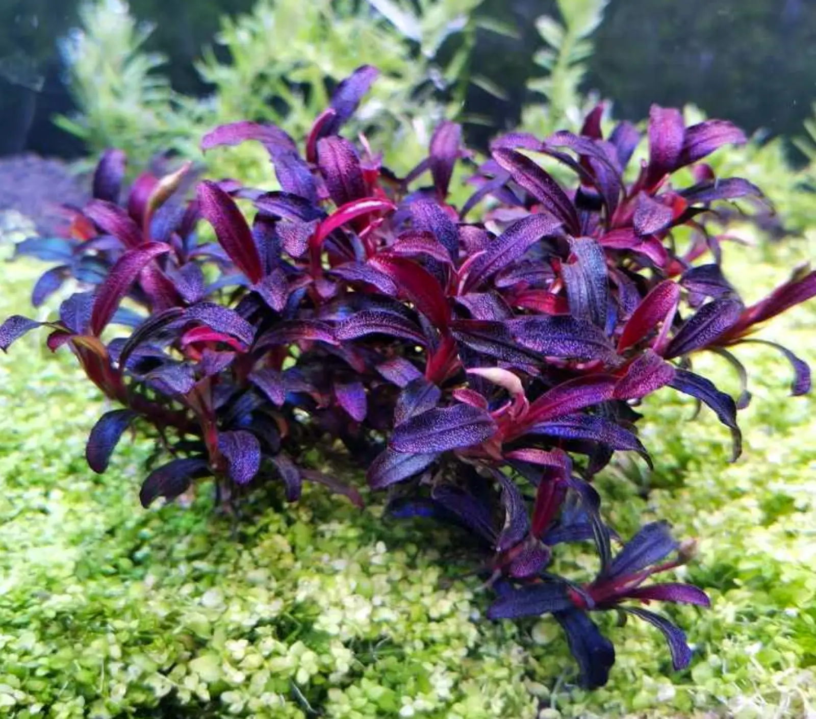 Bucephalandra sp. Purple Phantom [Submersed] - Image 3