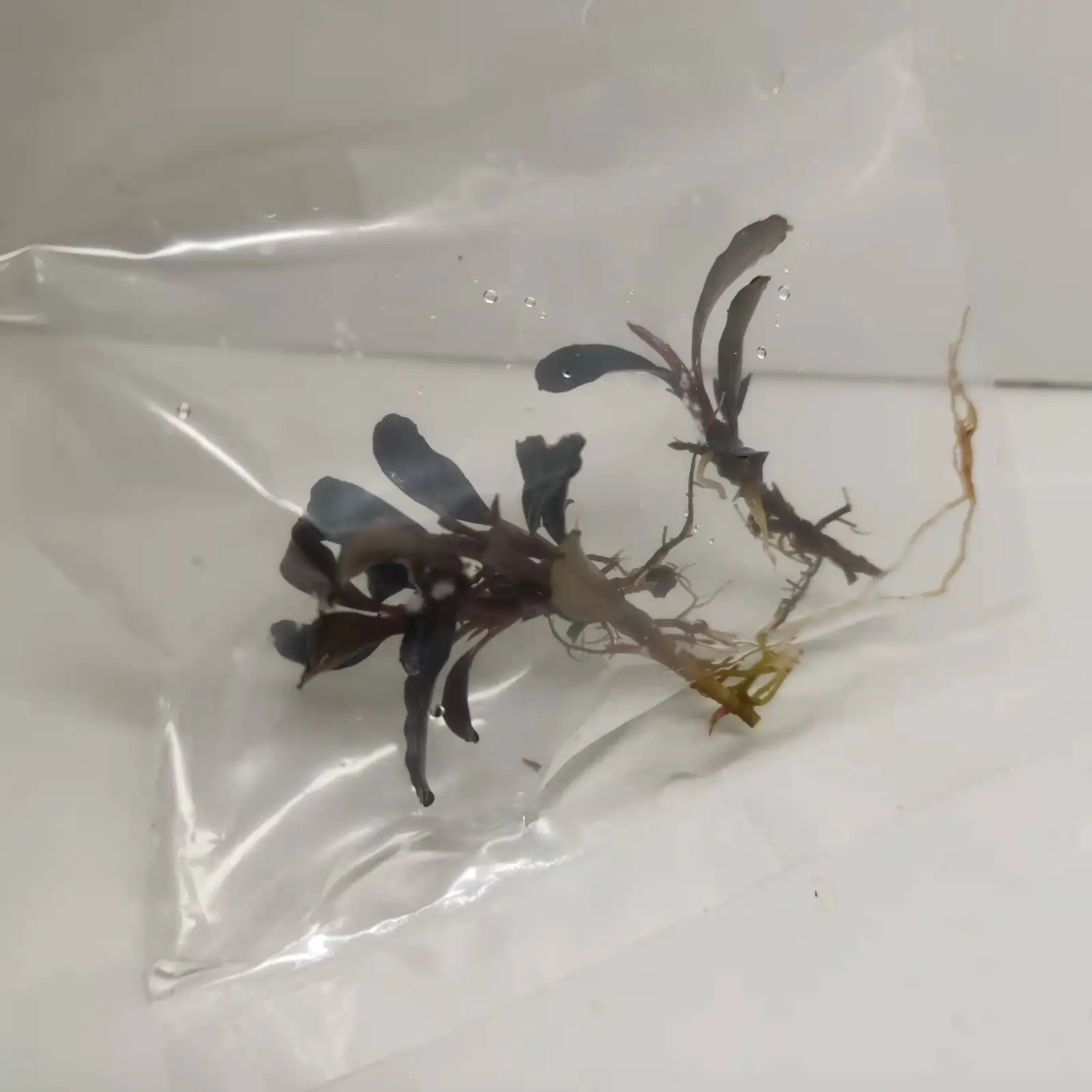 Bucephalandra sp. Purple Phantom [Submersed] - Image 4