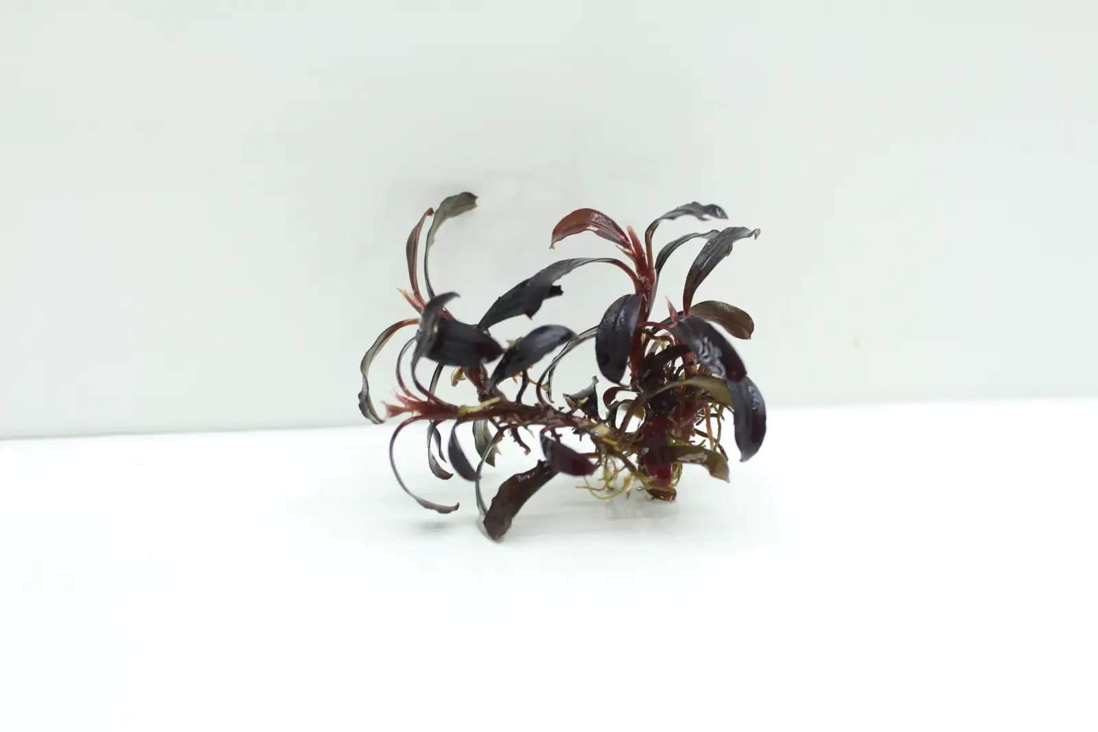 Bucephalandra sp. Purple Phantom [Submersed] - Image 5