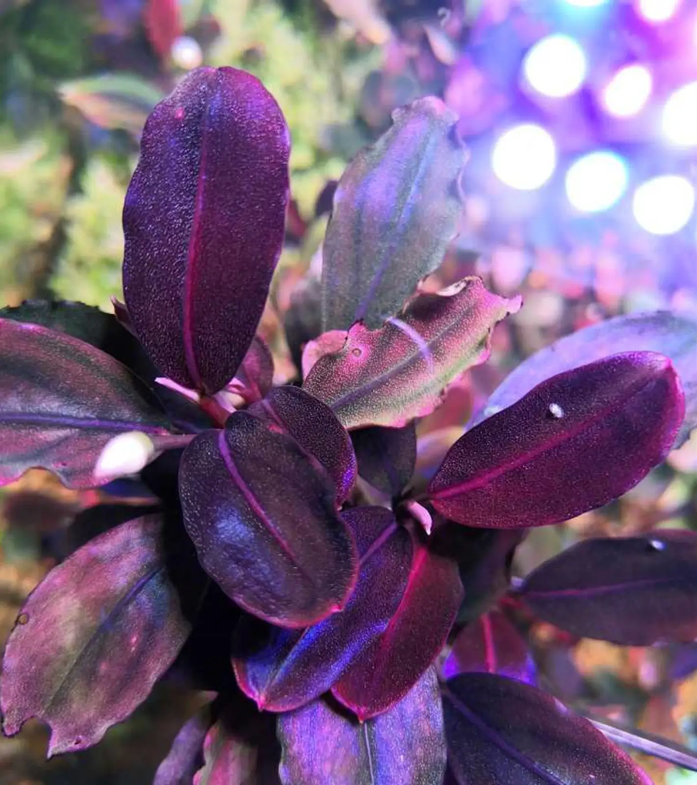 Bucephalandra sp. 'Super Red' [Submersed] - Image 3