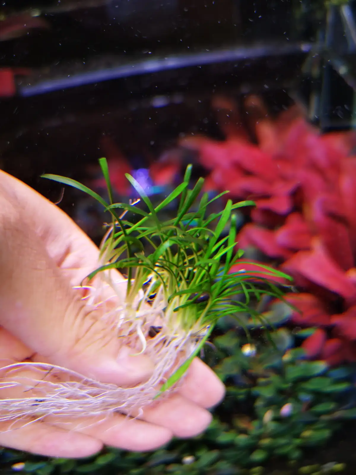 Cryptocoryne sp. Parva Mini