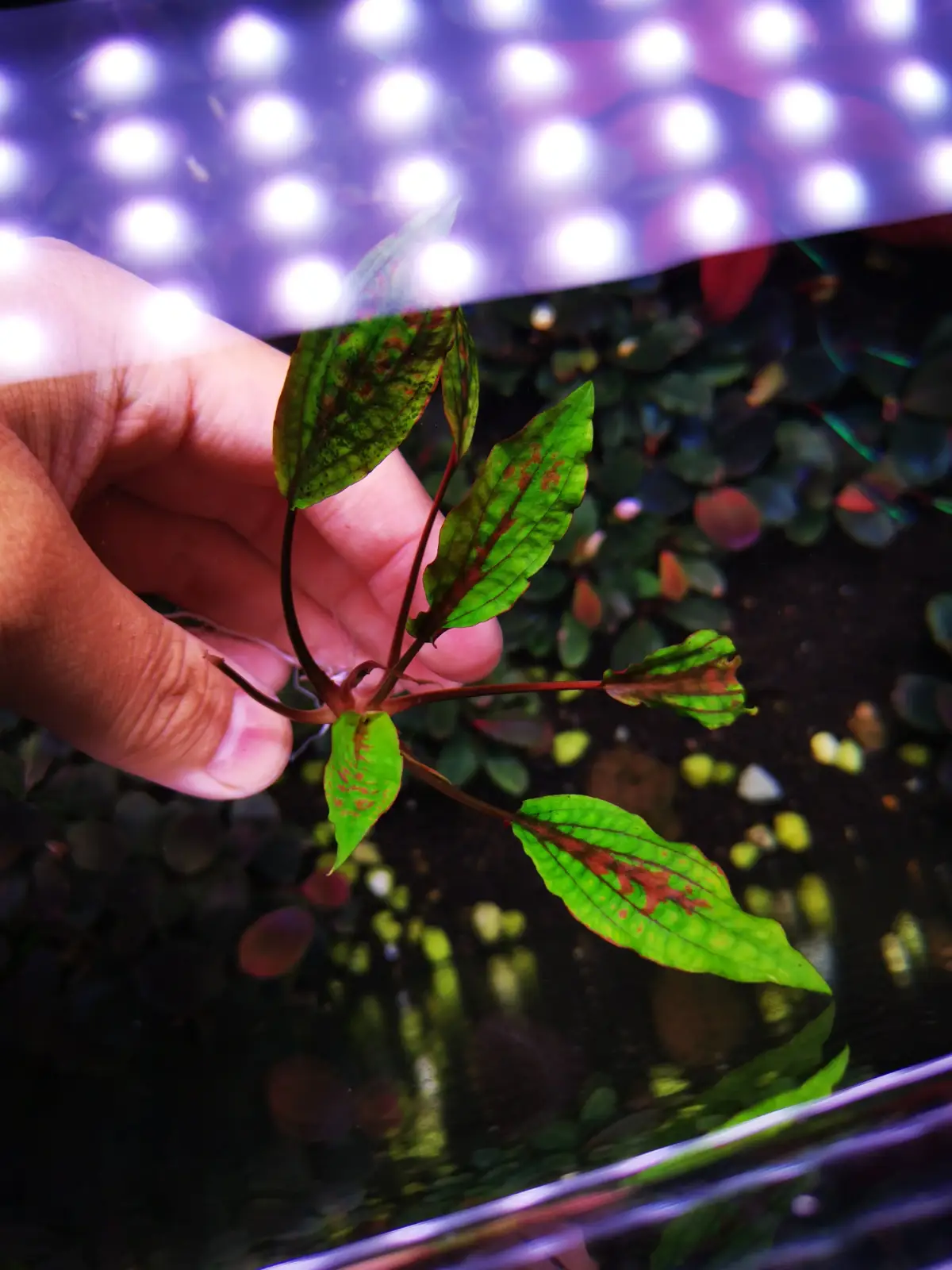 Cryptocoryne Striolata sp. - Image 2