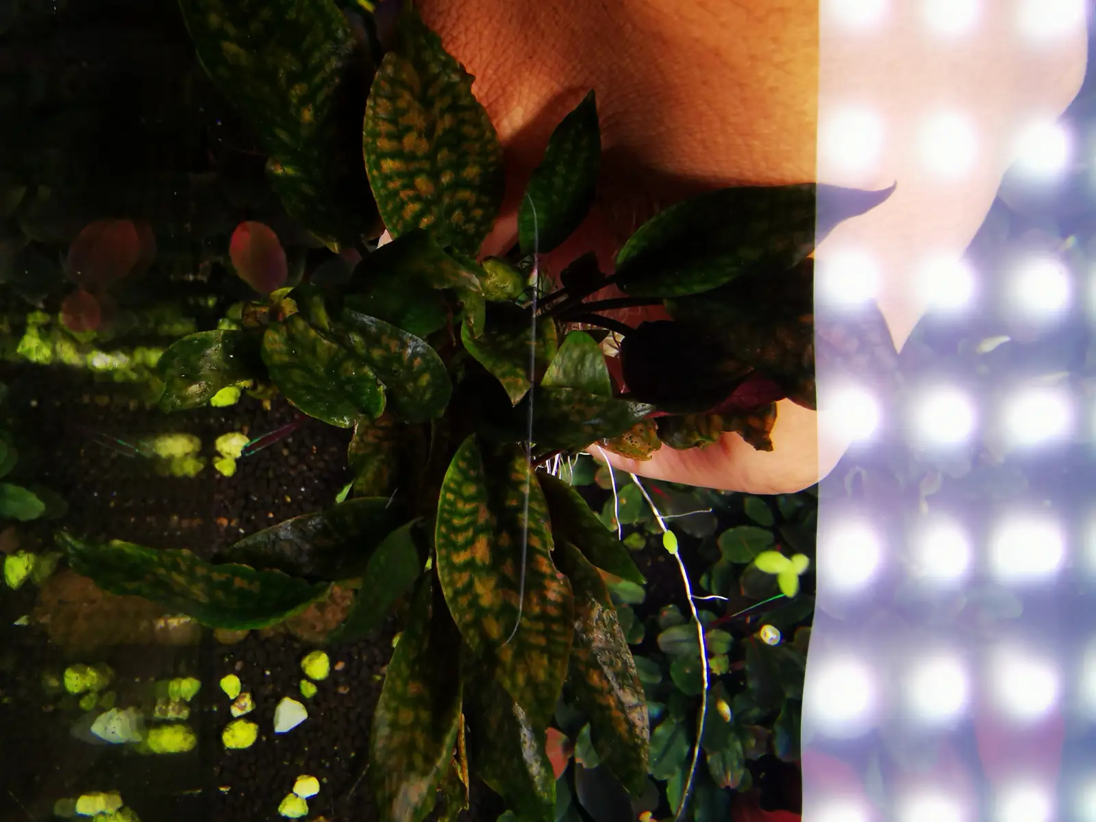 Cryptocoryne Striolata sp. - Image 3