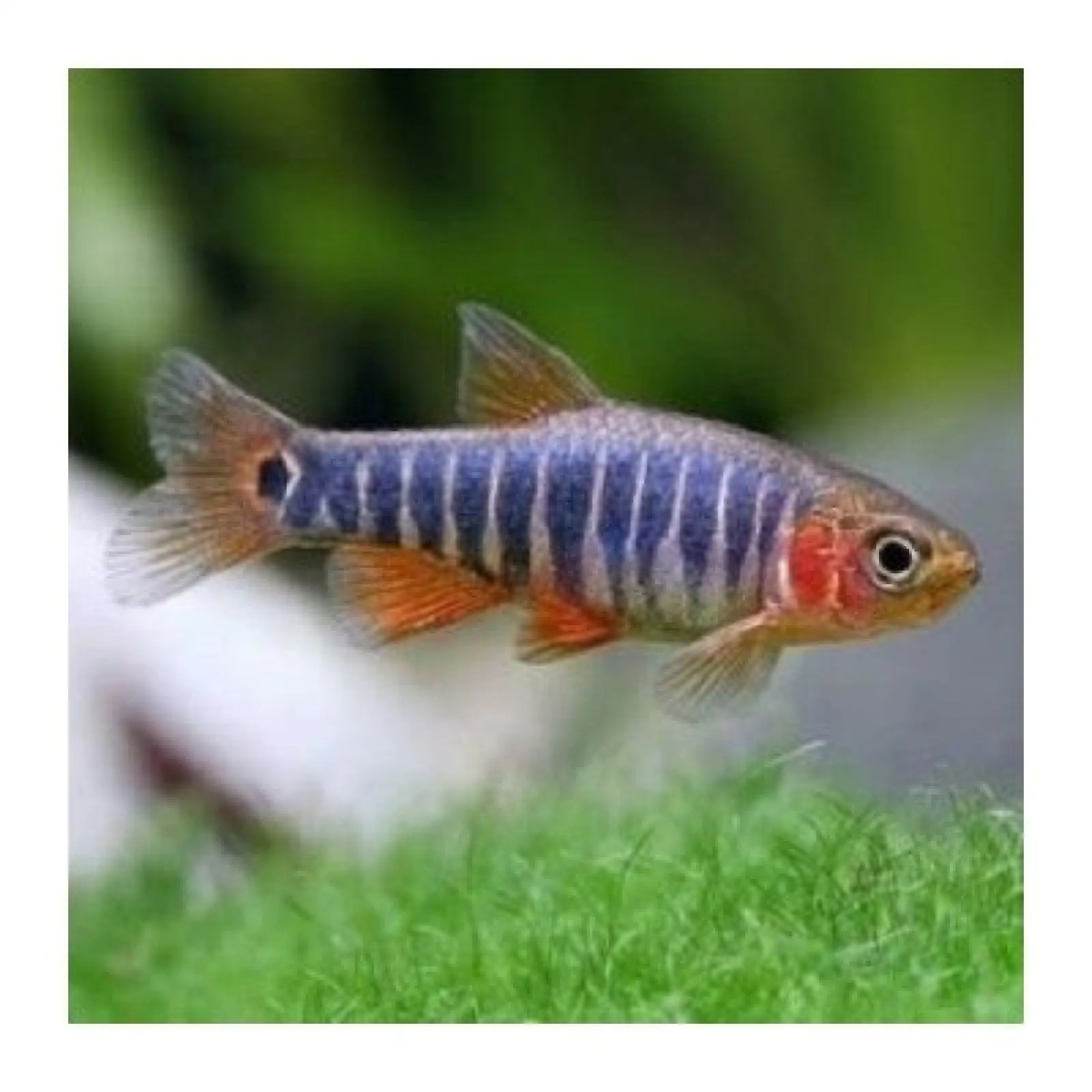 Dwarf Emerald Rasboras