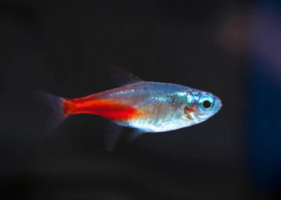 Tropical Fish