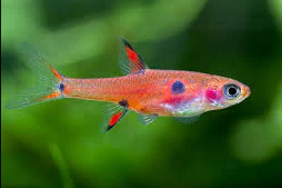 Dwarf Rasbora (Boraras maculatus)