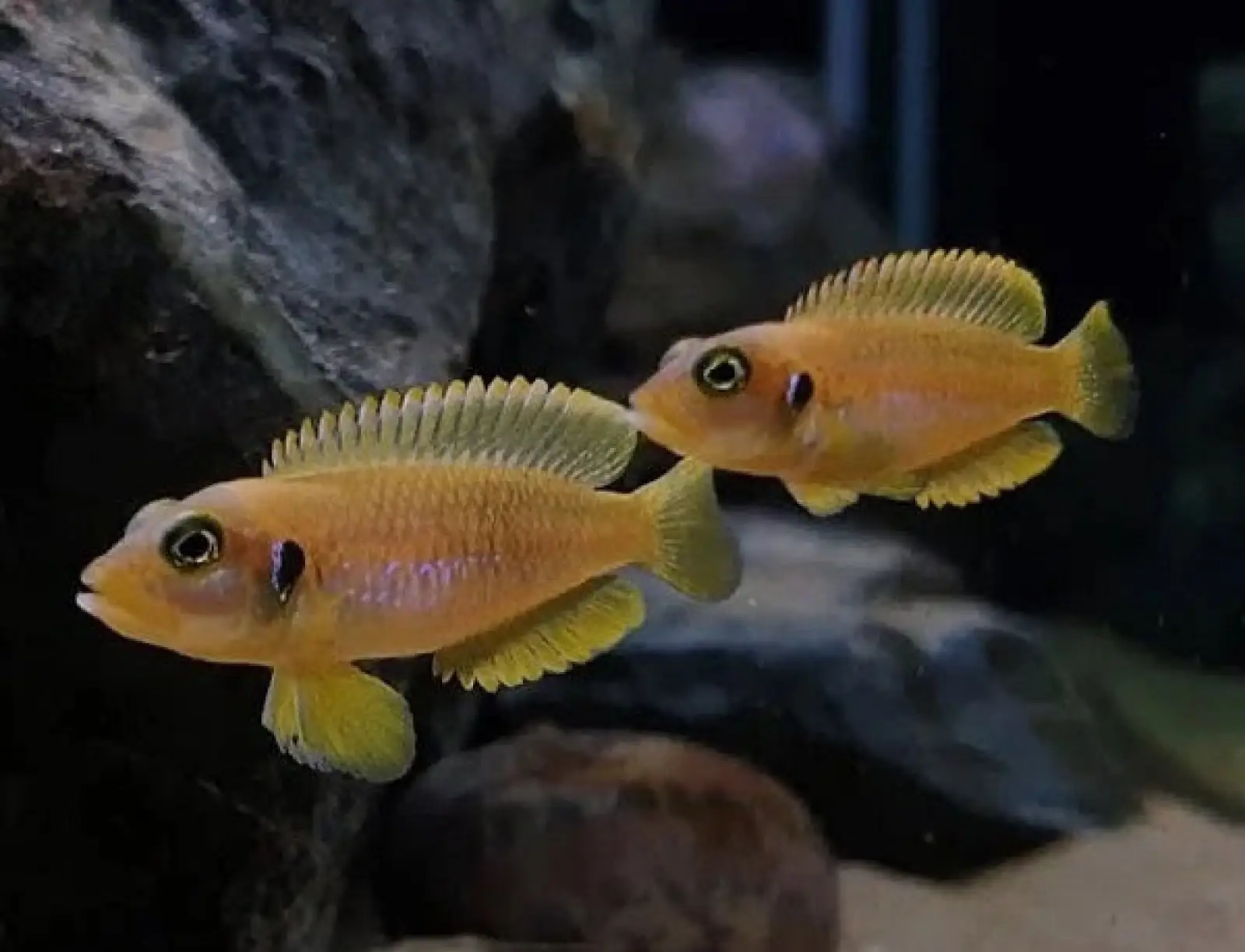 Gold Ocellatus