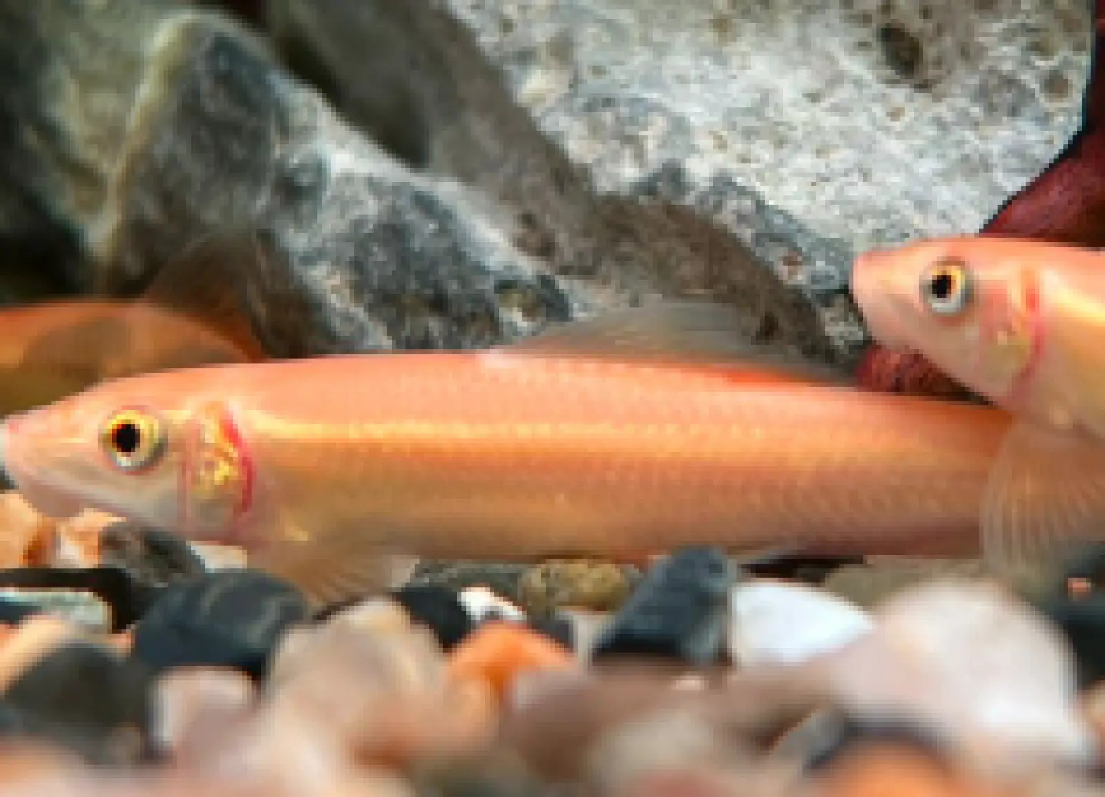 Golden Algae Eater