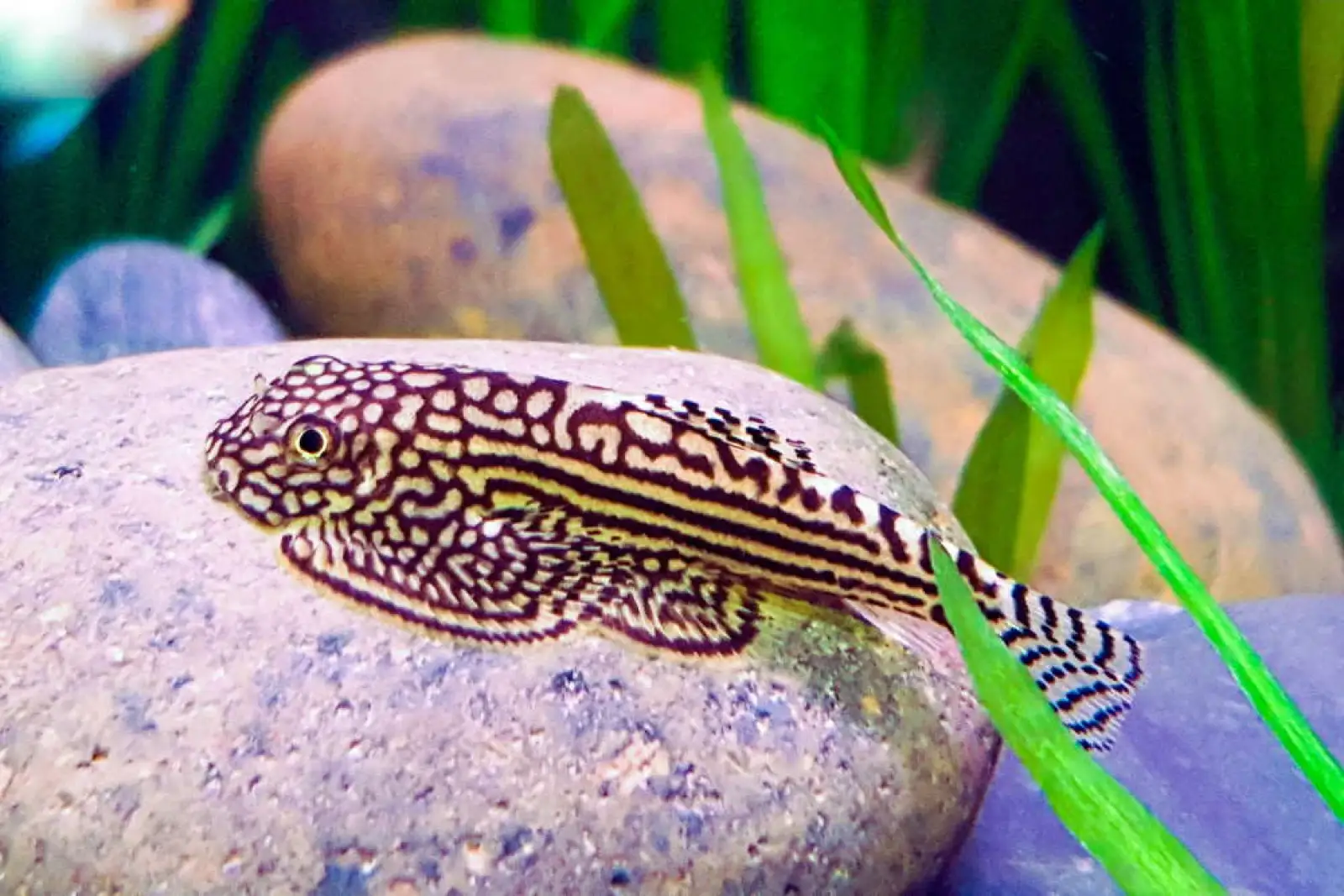 Hillstream Loach