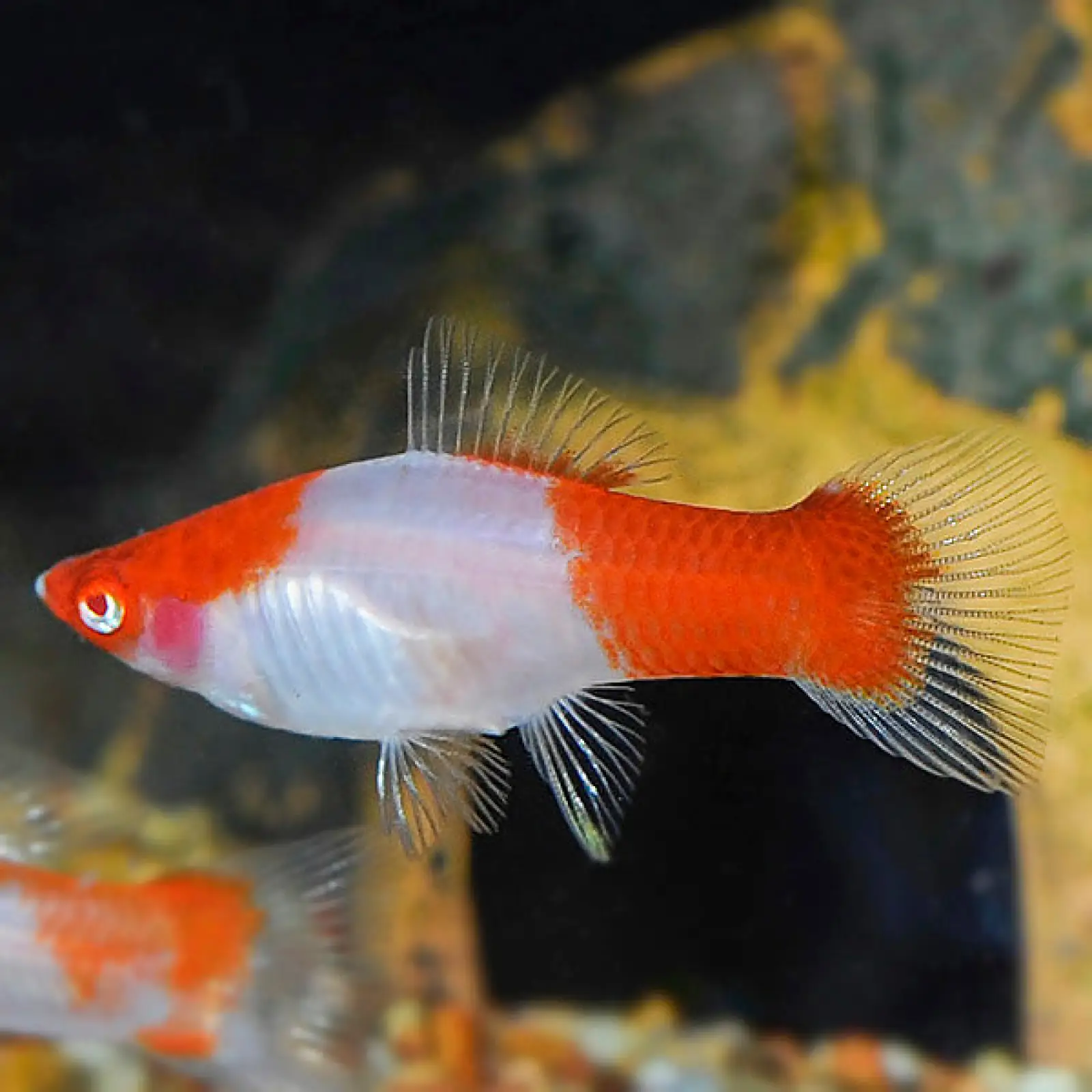 KOHAKU Swordtail
