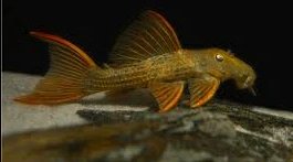 L024 Redfin Cactus Pleco