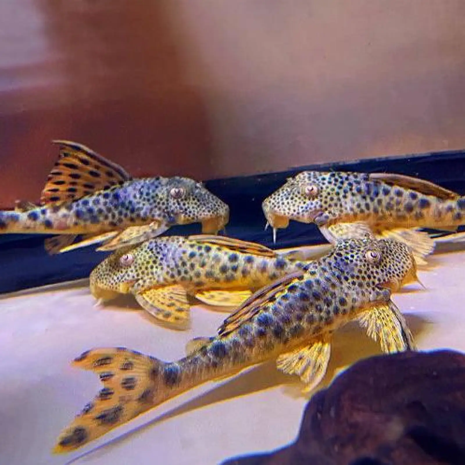 L124 Para Pleco