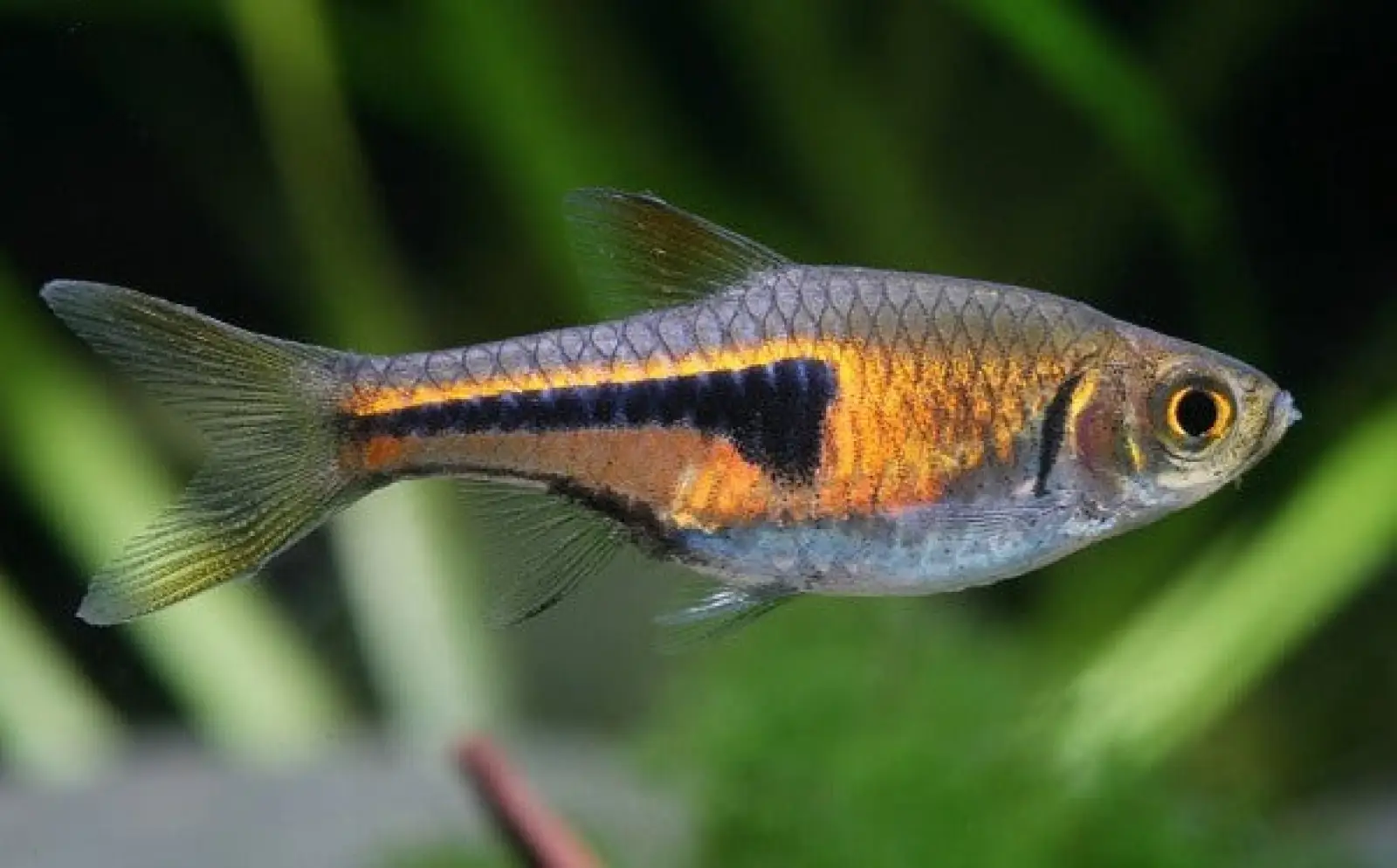 Lambchop Rasbora