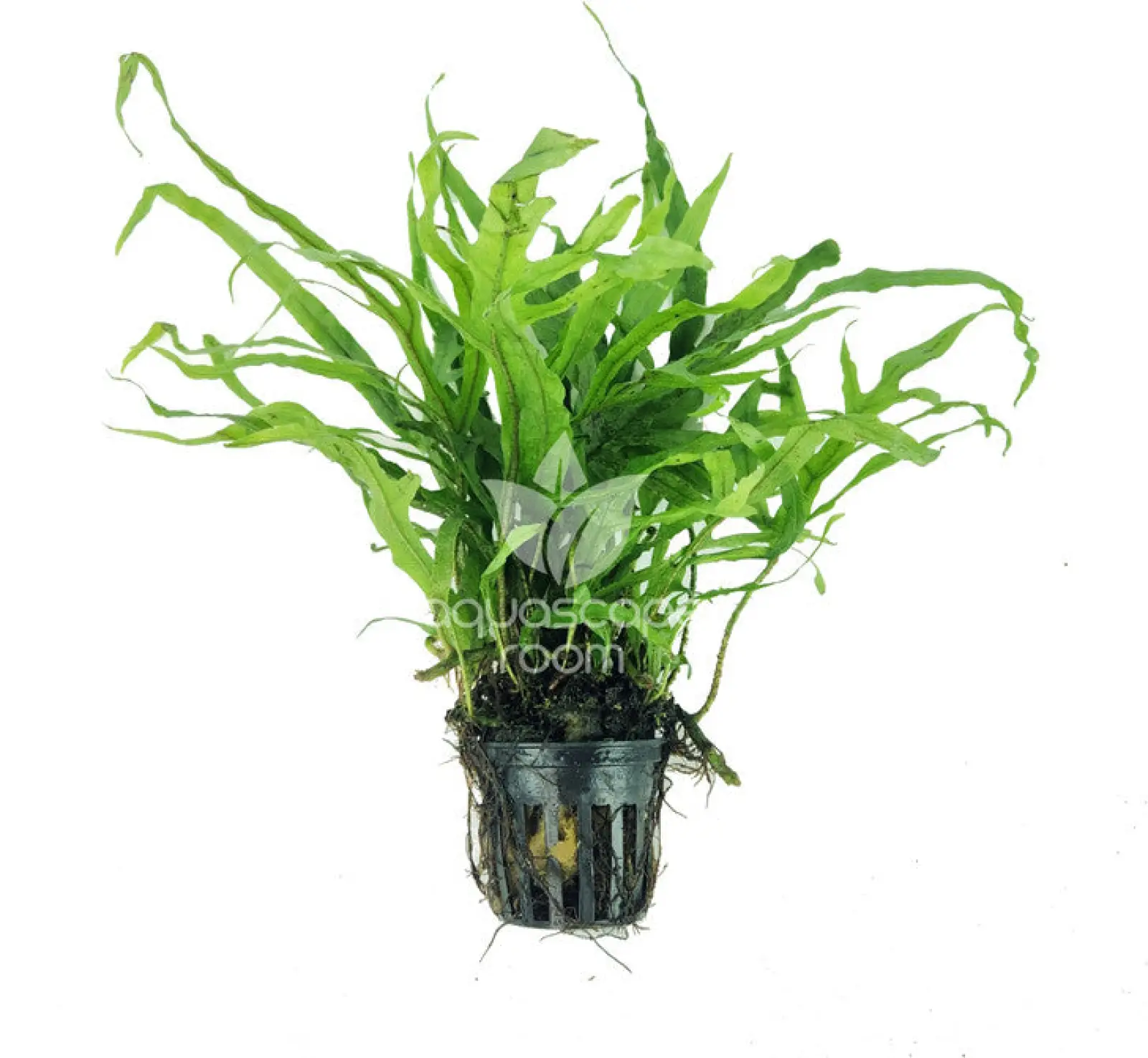 Microsorum Pteropus Var. 'Cross'