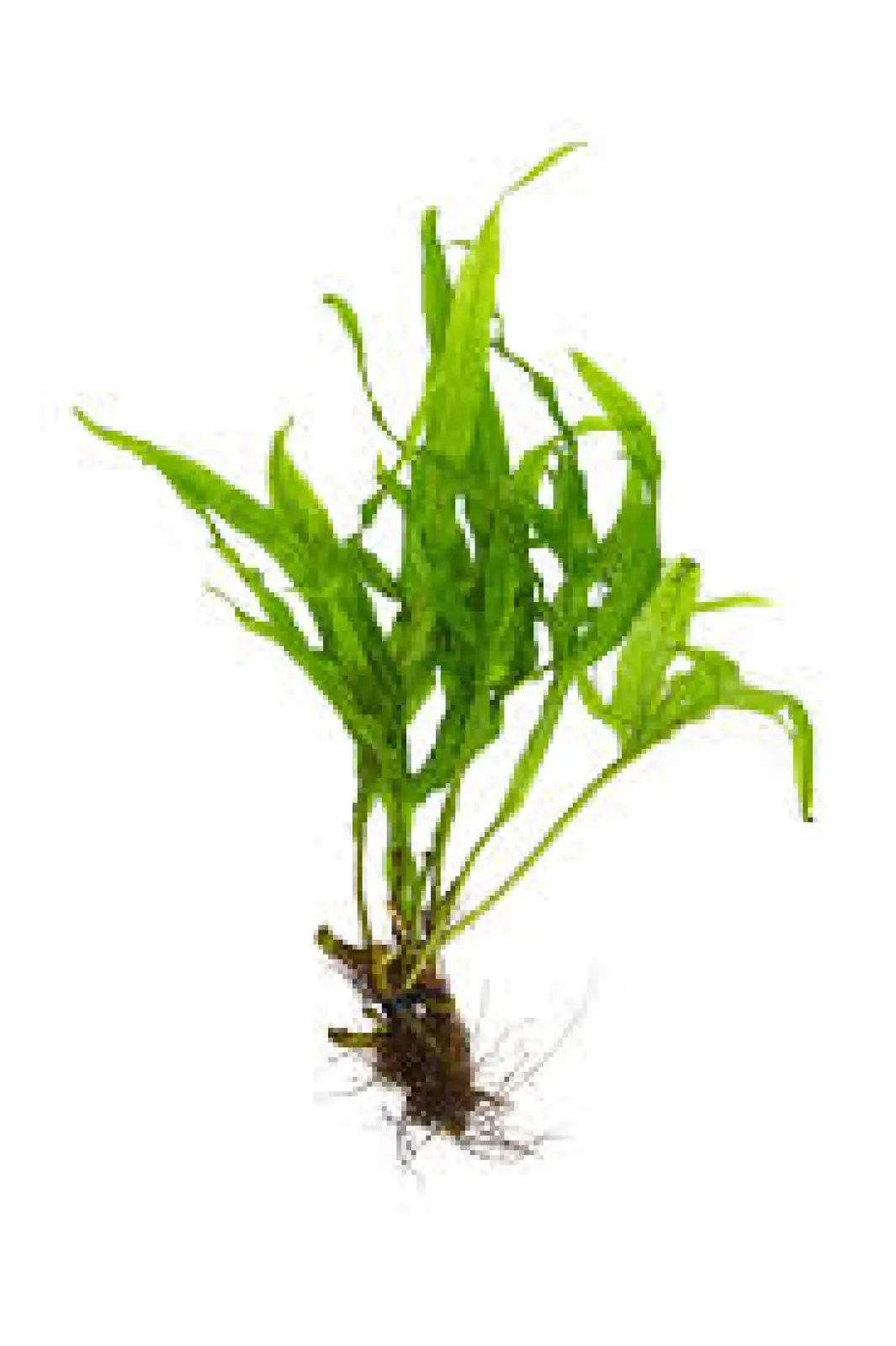 Microsorum Pteropus Var. 'Cross' - Image 2