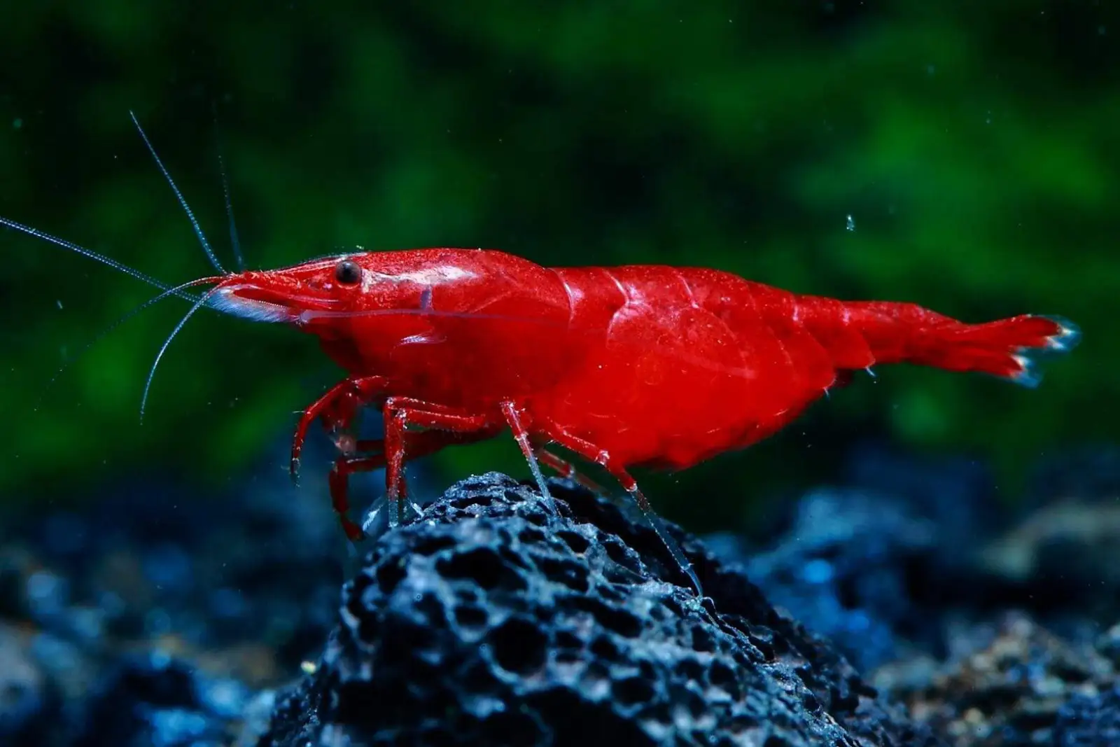 Painted Fire Red Shrimp - Image 3