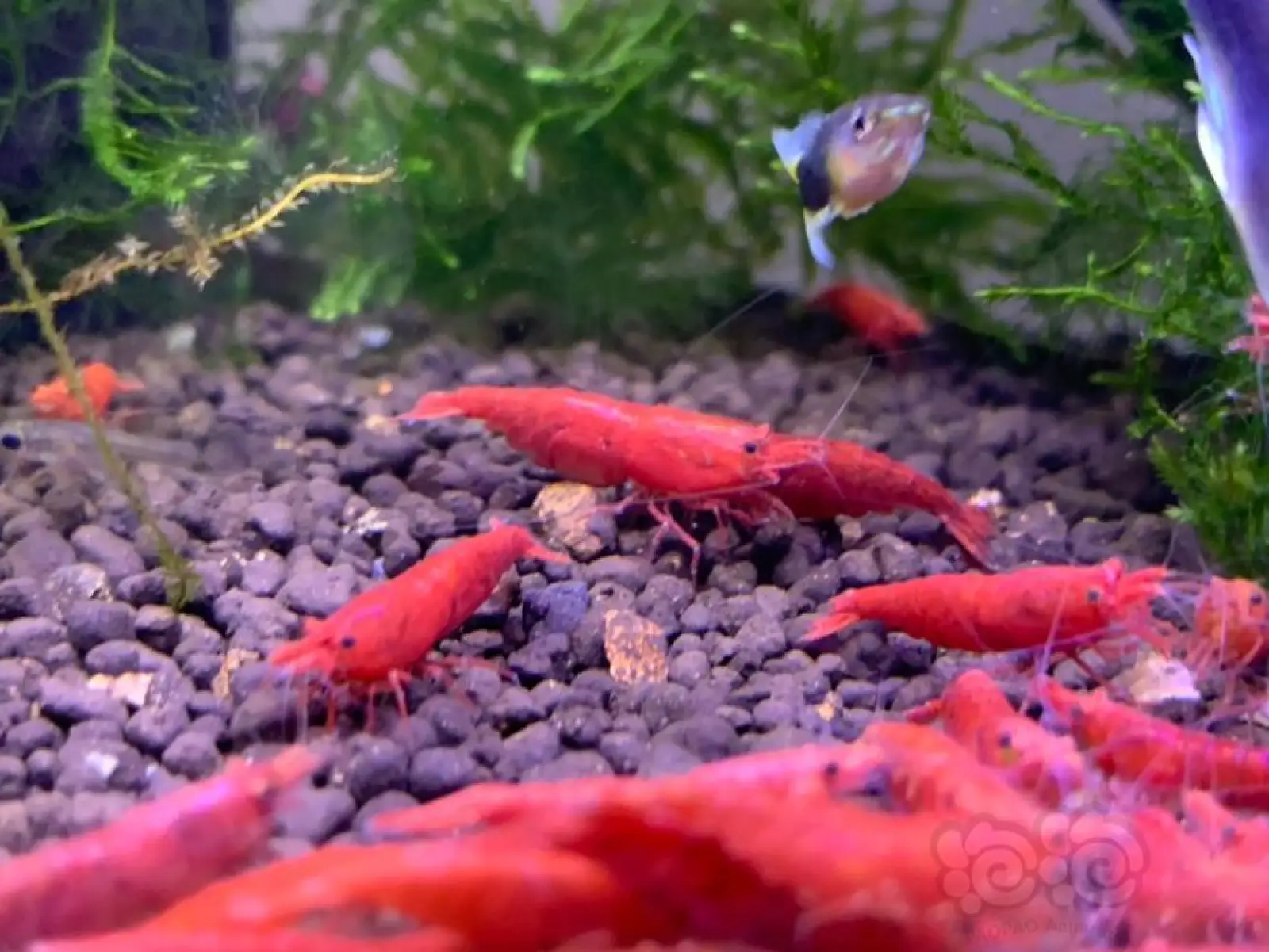 Painted Fire Red Shrimp - Image 4
