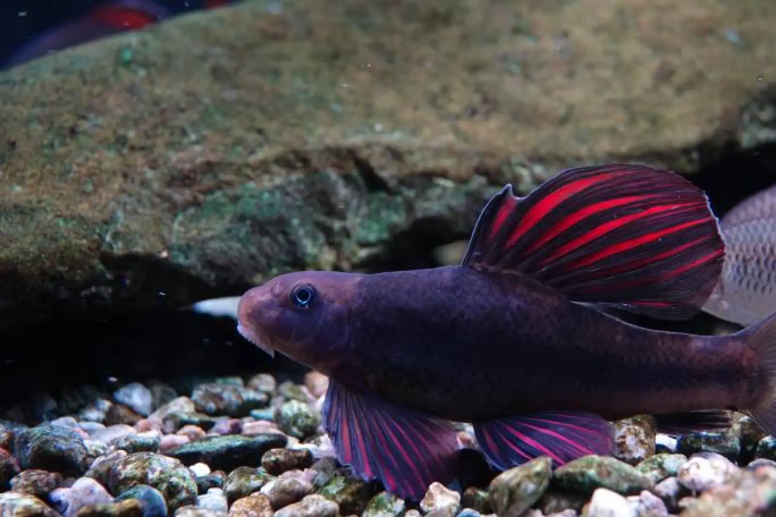 Microphysogobio Tafangensis