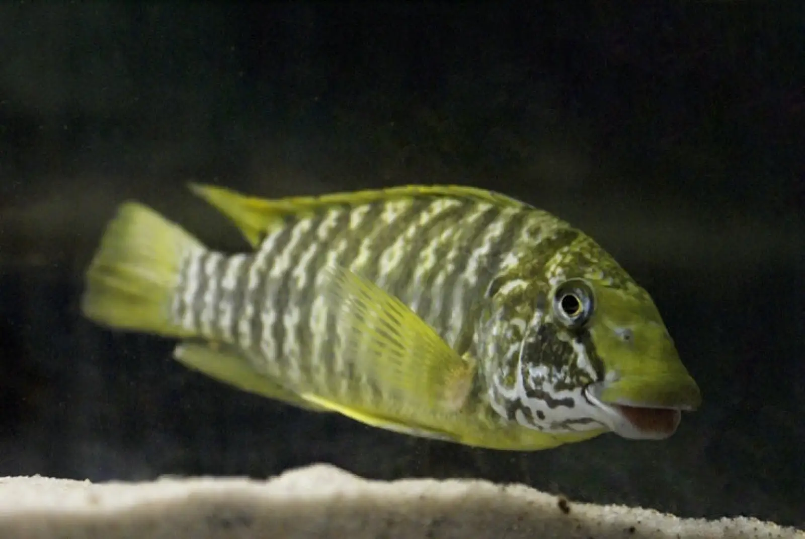 Petrochromis Macrognathus Kasanga