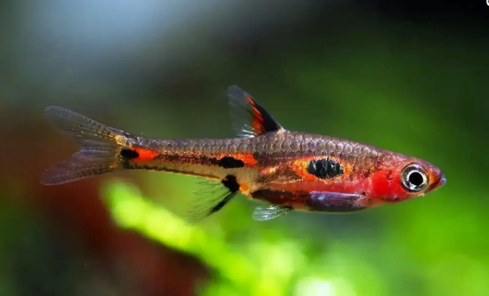 Phoenix Rasbora