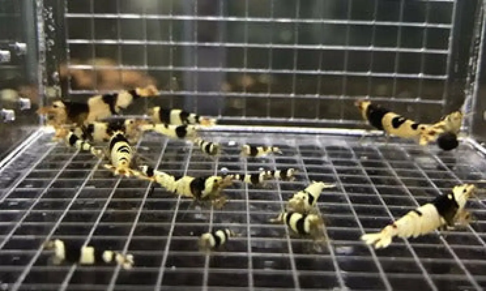 Pure Black Line (PBL) Shrimp - Image 3