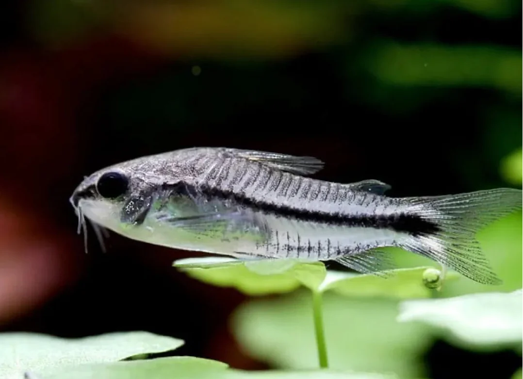 Pygmy Cory