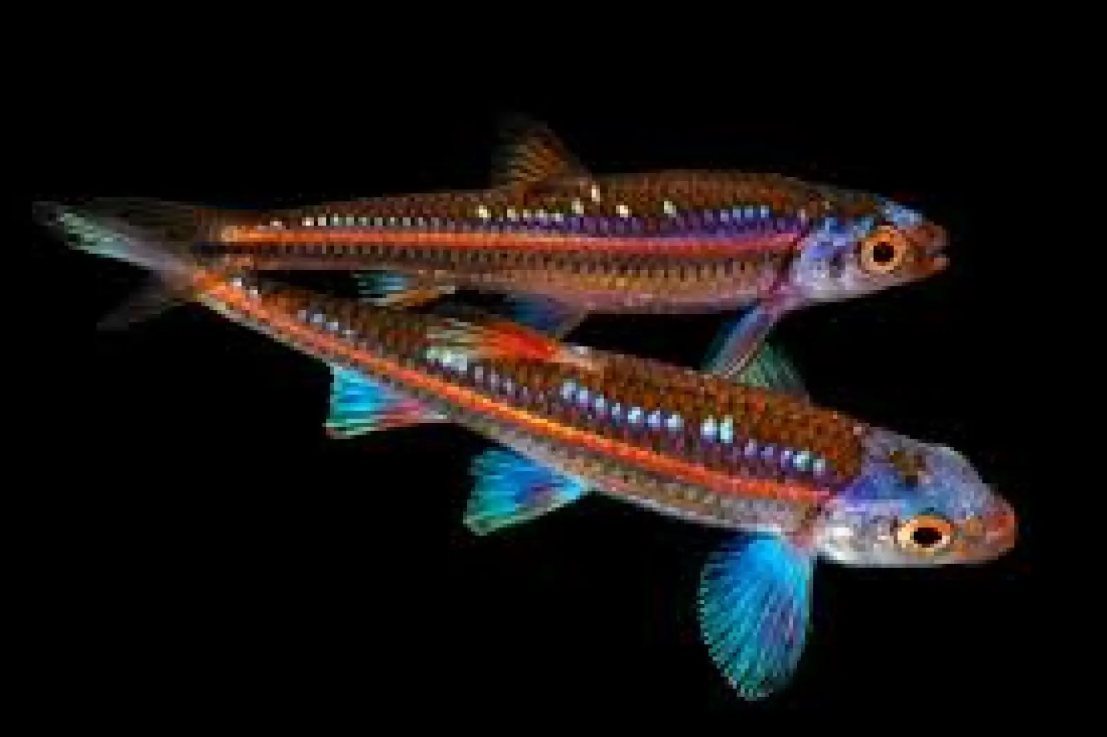 Rainbow Shiner (Notropis chrosomus)