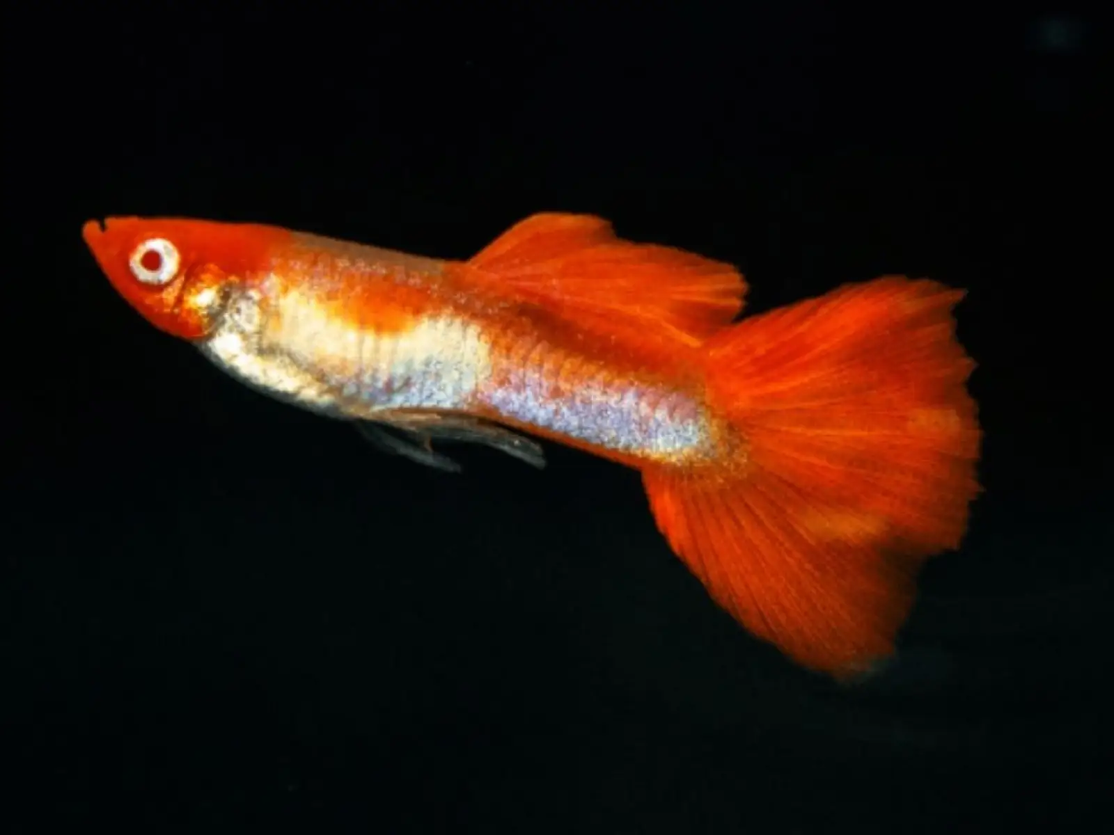 Red Cap Guppy