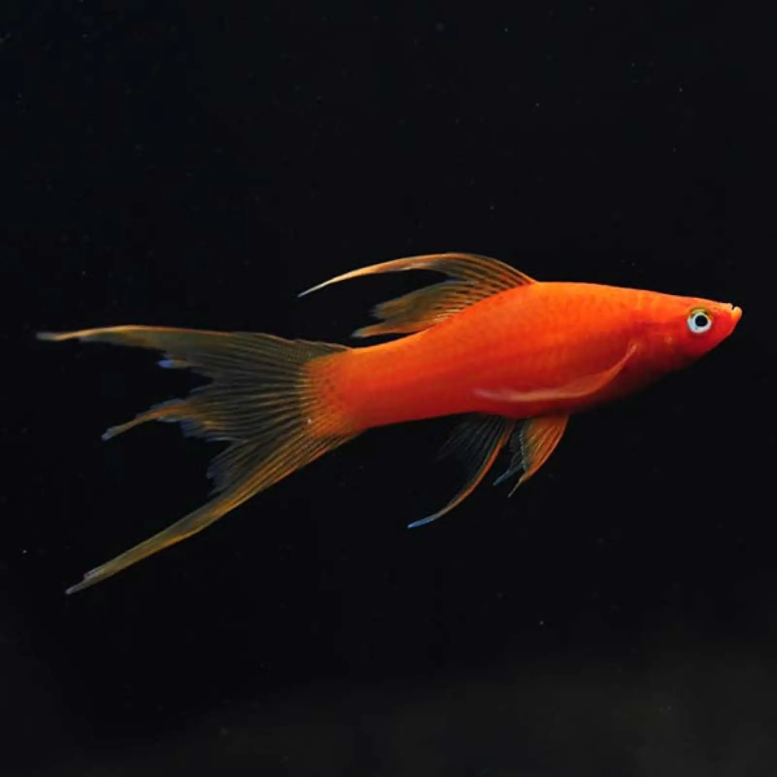 Red Lyretail Swordtail