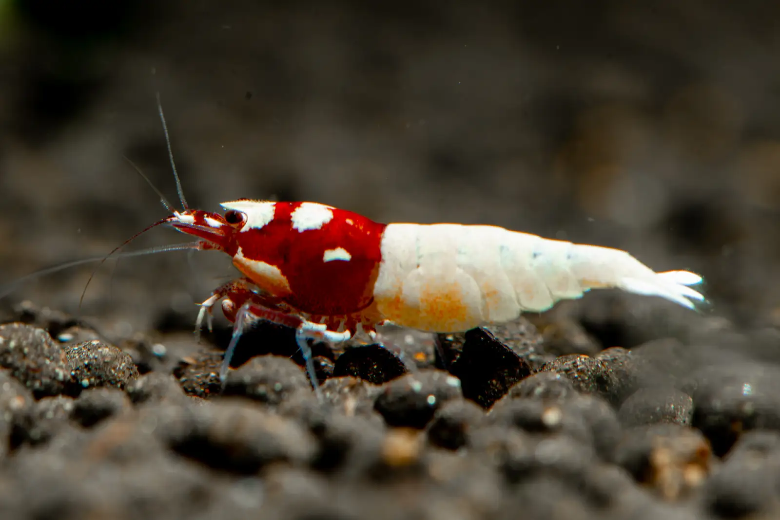 Red Pinto Shrimp