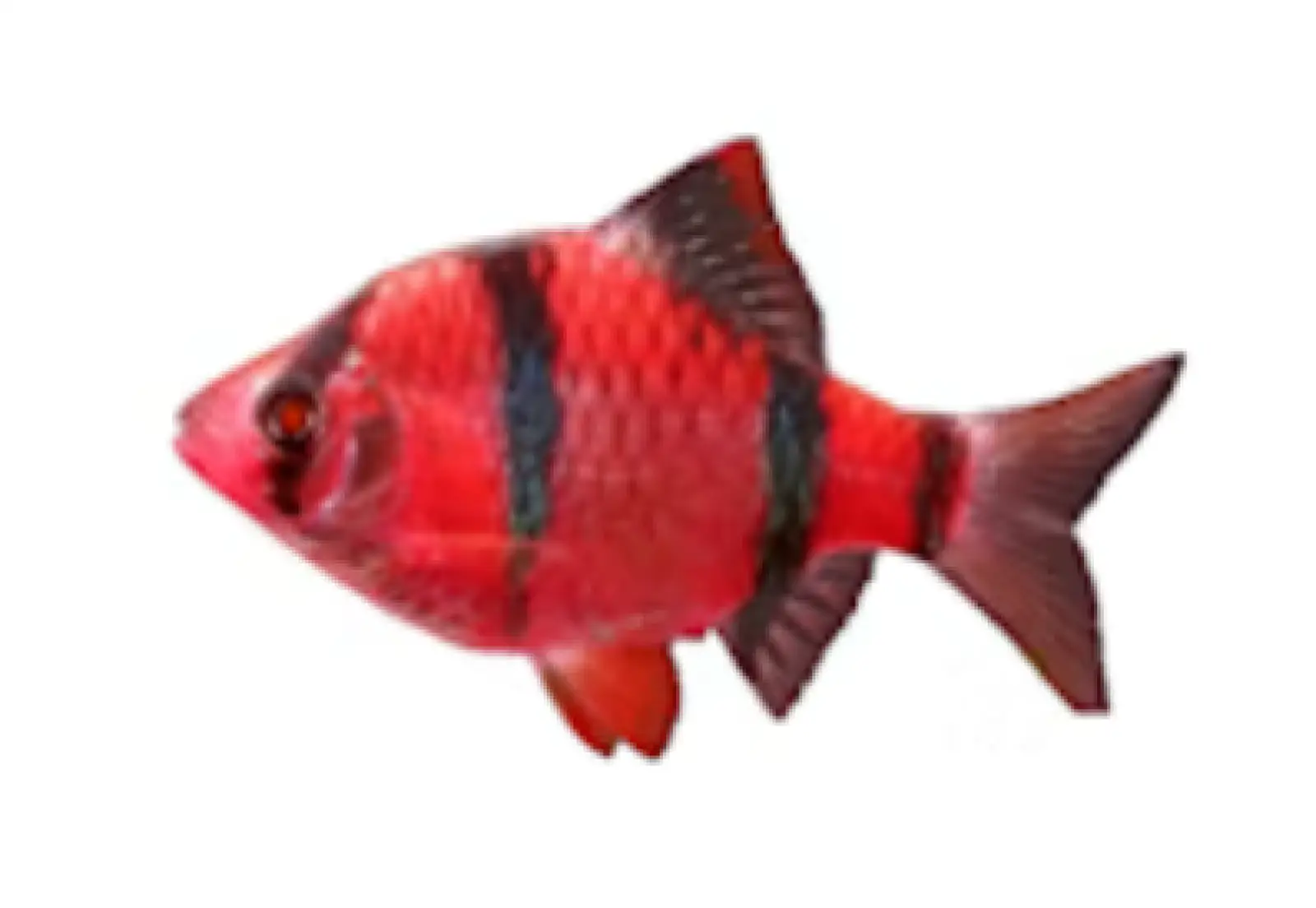 Red Tiger Barb