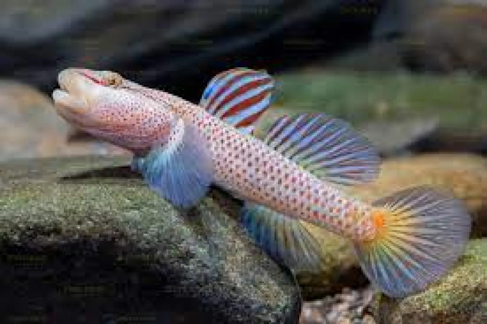 Rhinogobius ‘Star Flag’