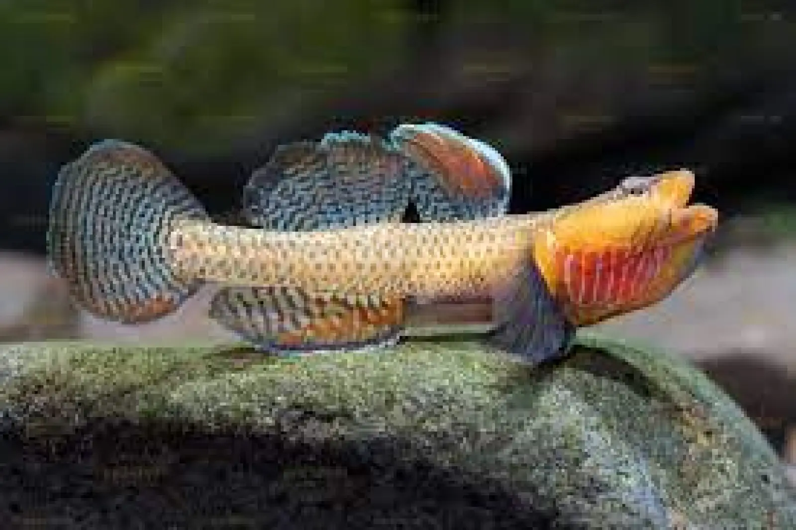 Rhinogobius 'Yellow Cheek'