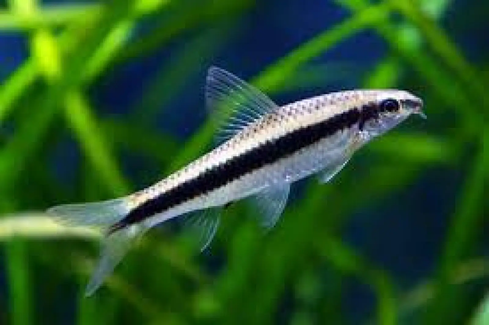 Siamese Algae Eater