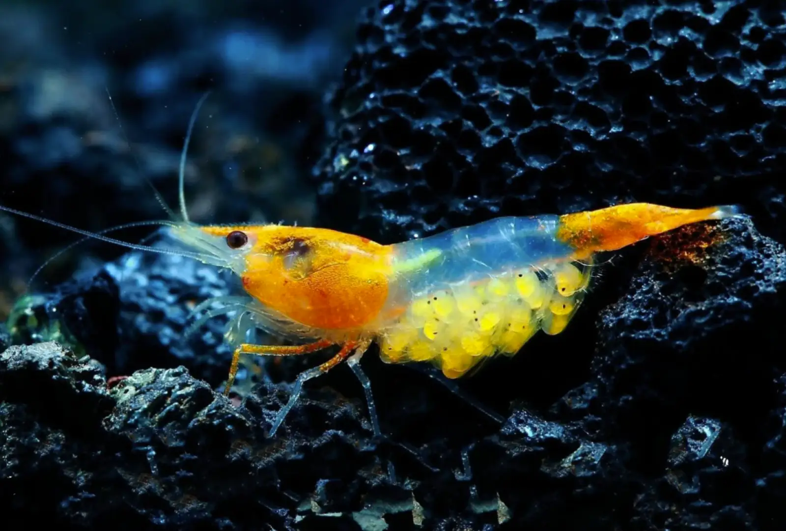 Sunkist Rili Shrimp