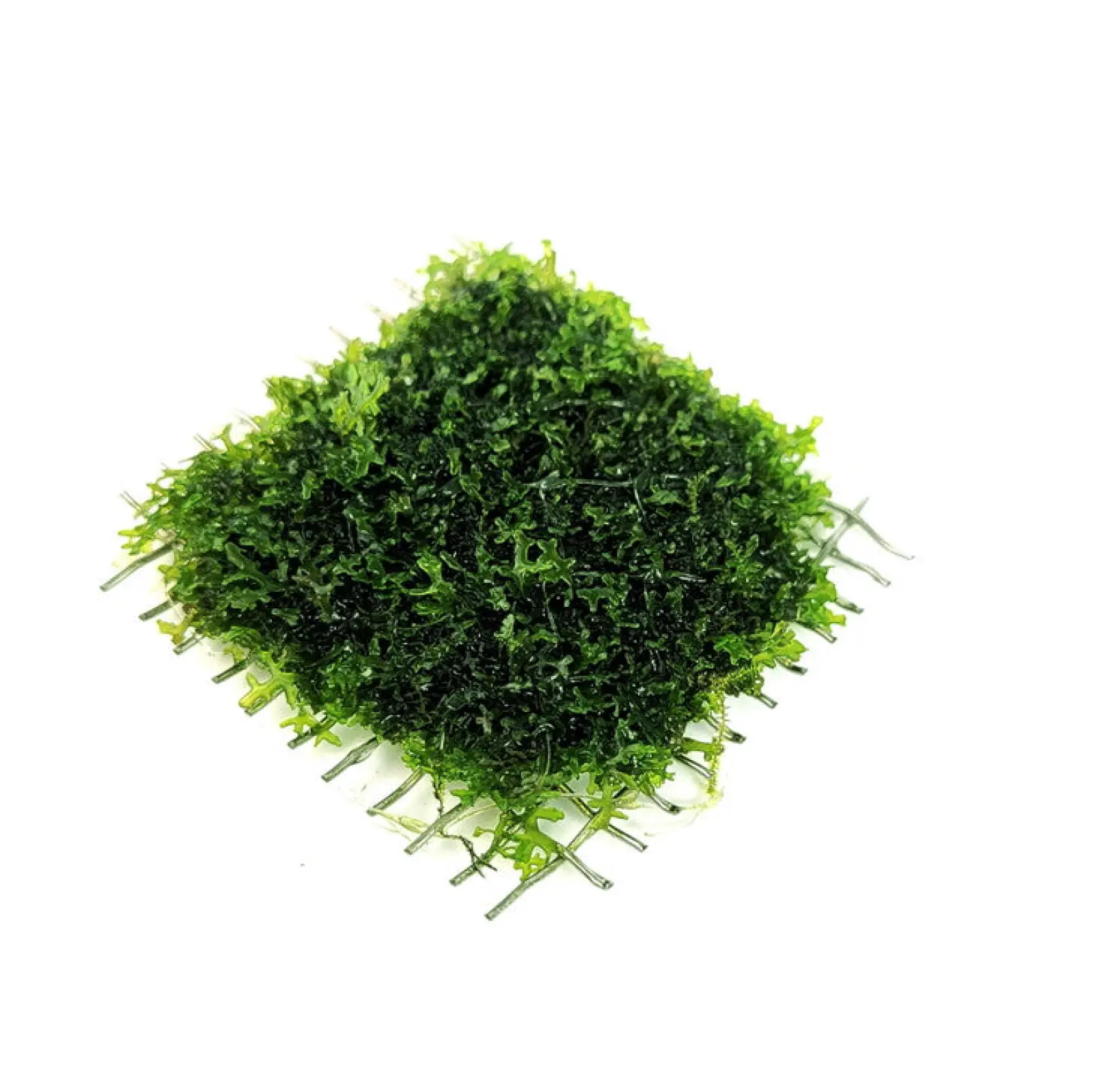 Various Moss